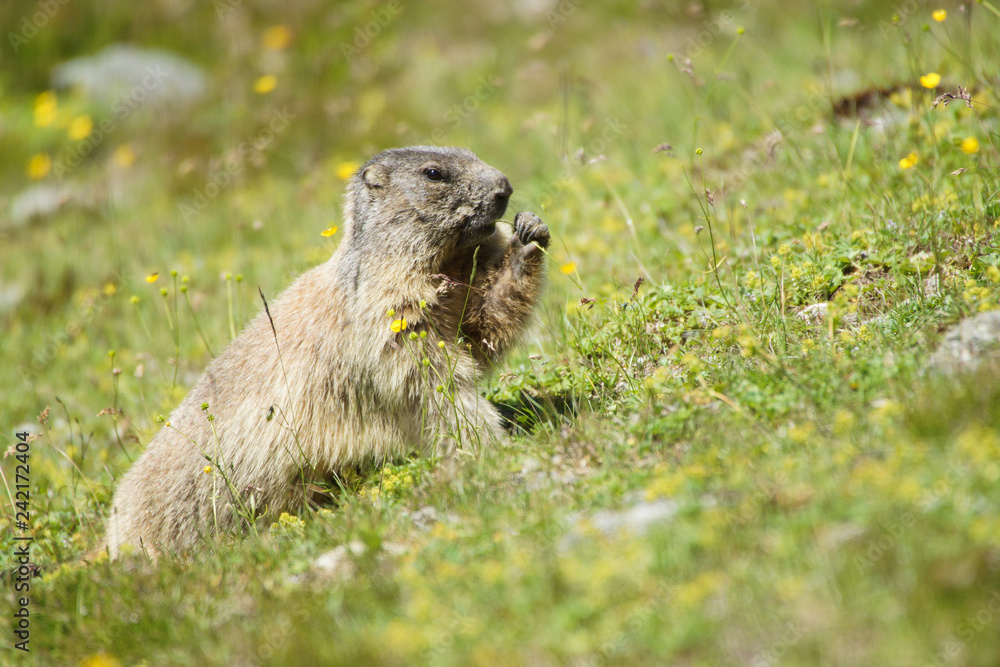 Alpenmurmeltier beim Grasknabbern