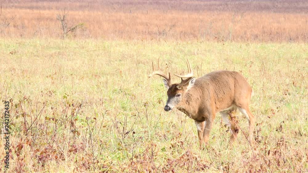 White-tailed deer buck in an open meadow in Smoky Mountain National Park White-tailed deer buck in an open meadow in Smoky Mountain National Park