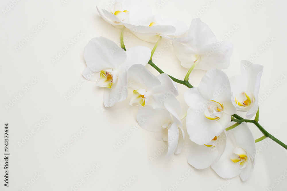 romantic branch of white orchid on beige background.