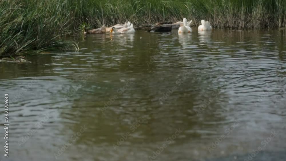 Flock of ducks and geese on a river Flock of ducks and geese on a river