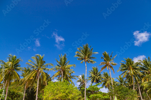 Coconut palm trees on blue sky background. Tropical background of Bulalacao island, Palawan, Philippines