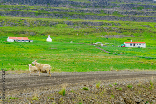 Countryside near the Vatnsfjordur fjord photo