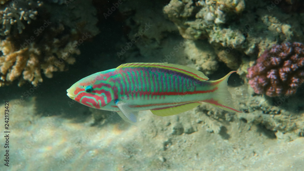 Fototapeta premium Klunzinger`s wrasse - Thalassoma rueppellii