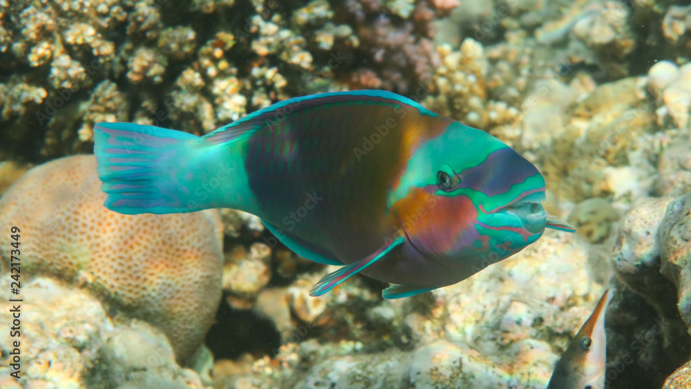 Fototapeta premium Multicolor Parrot Fish