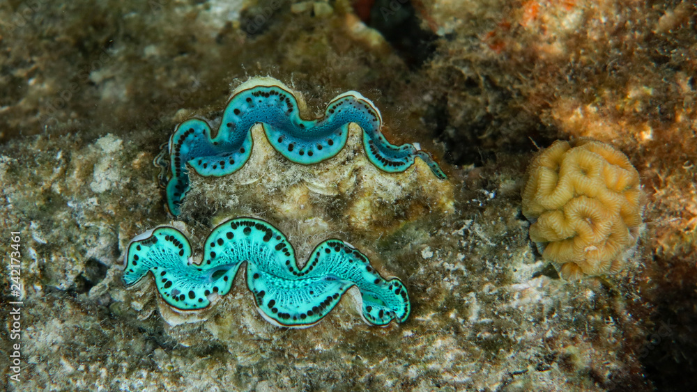 Underwater photo of two turquoise giant clams (Tridacna maxima), Red Sea, Egypt Underwater photo of two turquoise giant clams (Tridacna maxima), Red Sea, Egypt