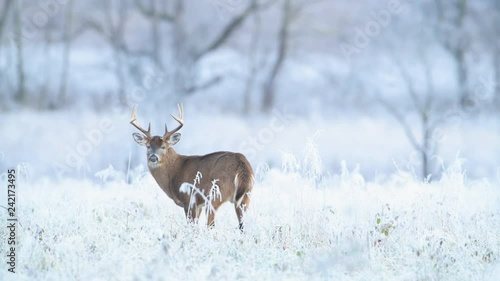 White-tailed deer buck in a frosty meadow just before sunrise in Smoky Mountains National Park.  photo
