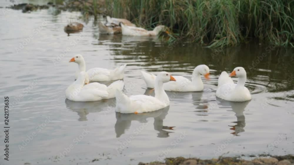 Flock of ducks and geese on a river Flock of ducks and geese on a river