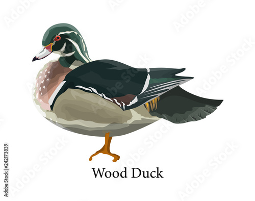 Wood duck. Bird with beak and colorful feather