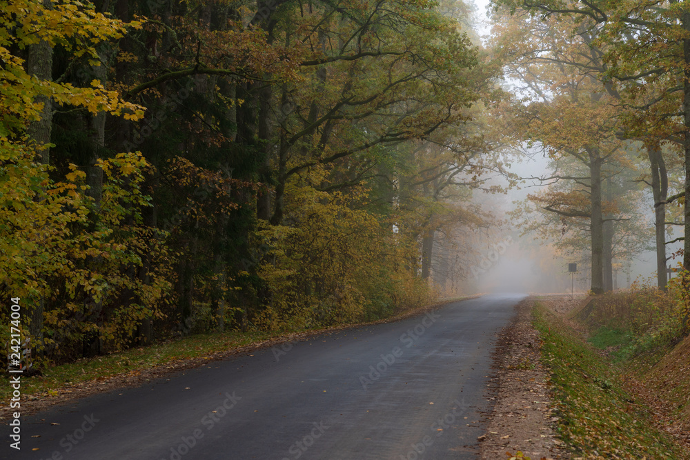 Obraz premium misty autumn morning in the countryside; the rural road goes through a large tree alleys; the leaves of the trees are colored yellow and coincide with the edges of the road