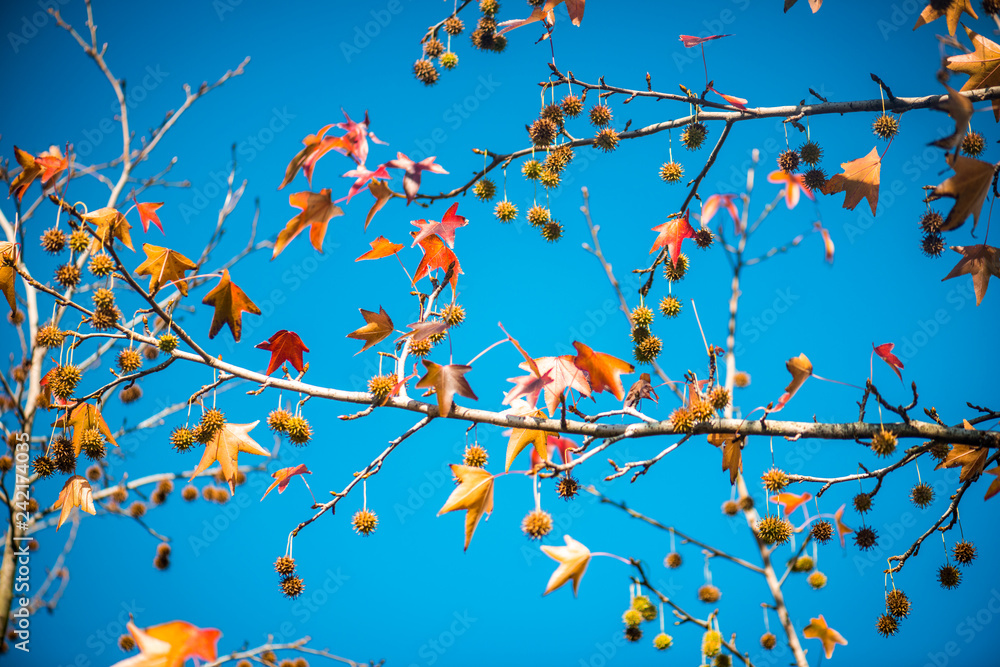 Beautiful Chestnut Tree with blue Sky Beautiful Chestnut Tree with blue Sky