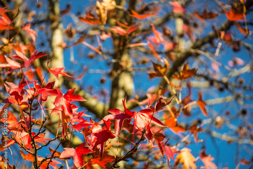 Beautiful Red Mapple Leaves in the Tree Beautiful Red Mapple Leaves in the Tree
