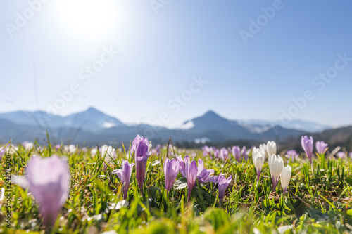closeup of wild crocos in purple and white on famous Mountain Heuberg with snow covered Alps in the background