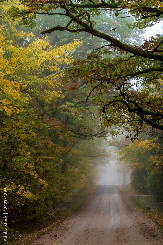 Obraz premium misty autumn morning in the countryside; the rural road goes through a large tree alleys; the leaves of the trees are colored yellow and coincide with the edges of the road