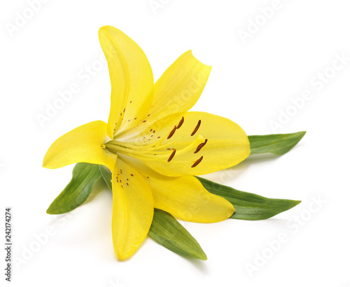 One yellow lily.