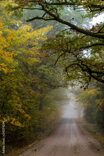 misty autumn morning in the countryside  the rural road goes through a large tree alleys  the leaves of the trees are colored yellow and coincide with the edges of the road
