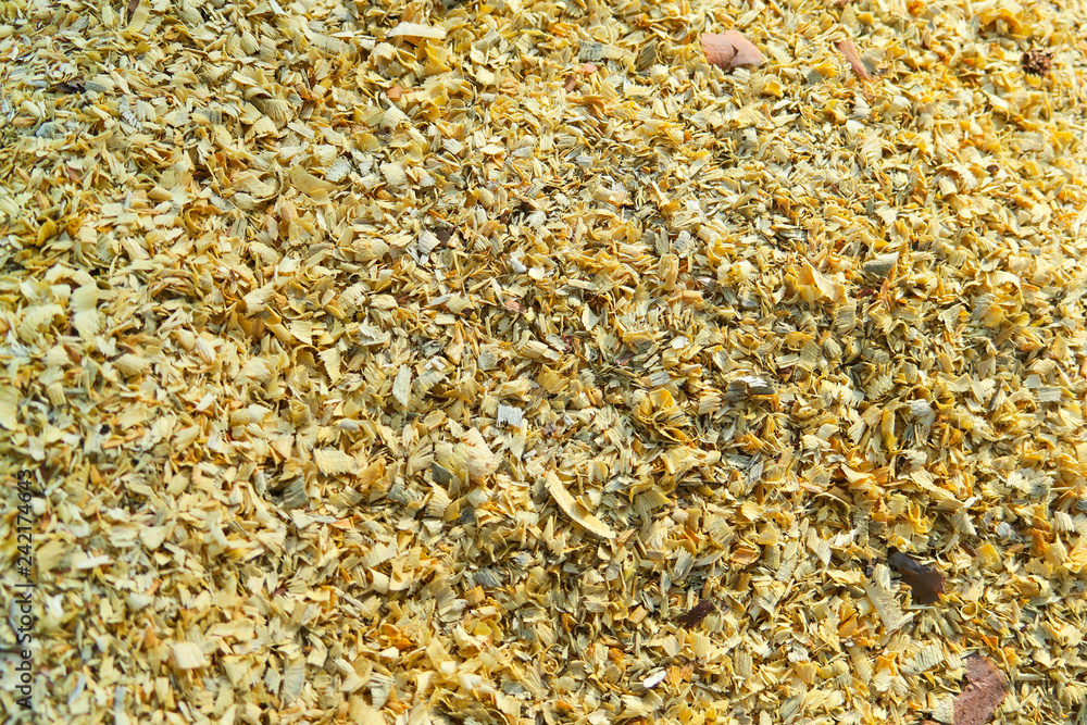 Wooden shavings in forest Wooden shavings in forest