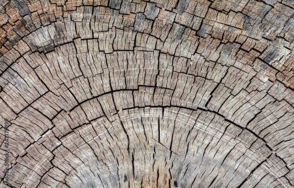 Fototapeta premium old brown wood texture from destroy the forest - background