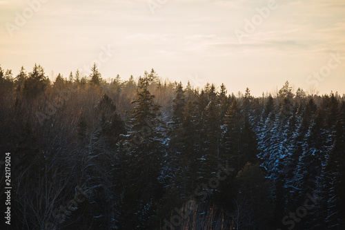 Moody  and snowy pine forest in winter sunset