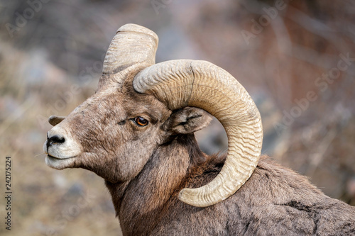 Bighorn Sheep Ram Pose