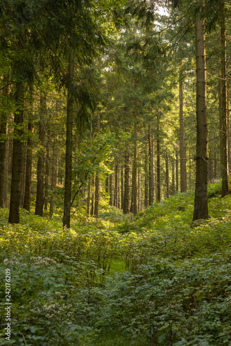 Thüringer Wald © Gregor