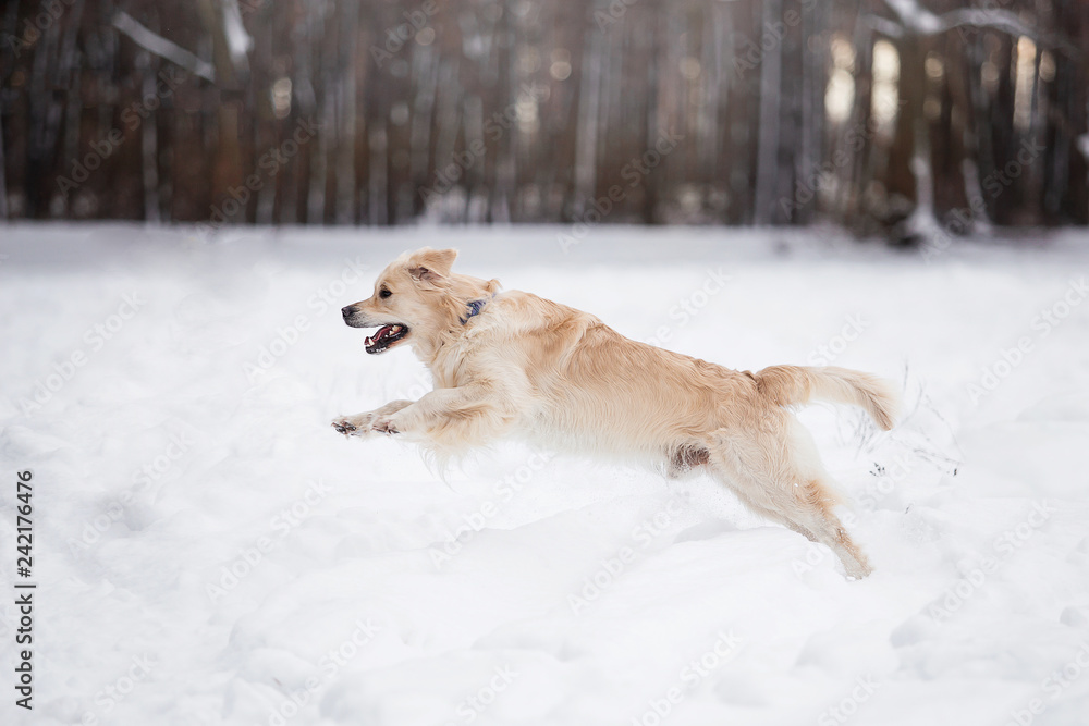 Beautiful dog breed Golden Retriever in the winter forest