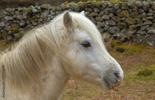 White Horse in the Lake District Eating 