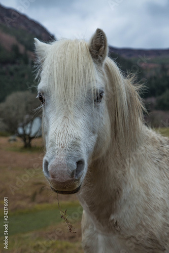 White Horse in the Lake District