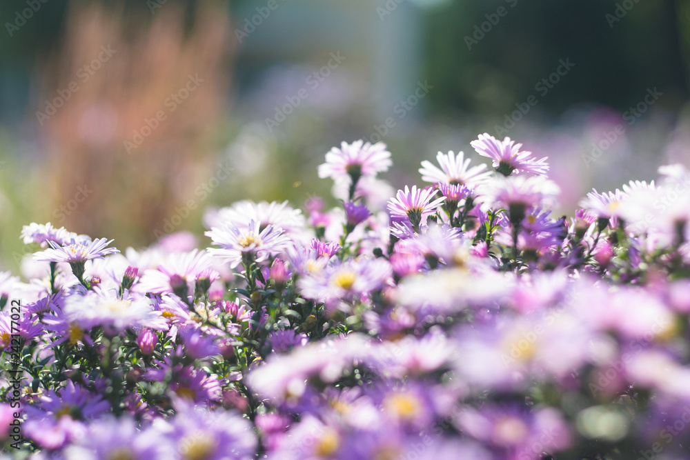 Obraz premium September flowers