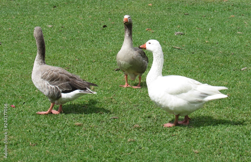Os três gansos na fazenda Os três gansos na fazenda