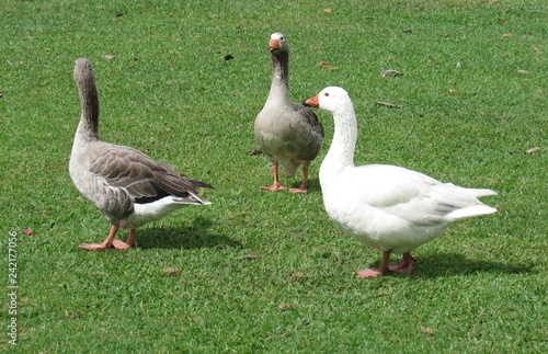 Os três gansos na fazenda