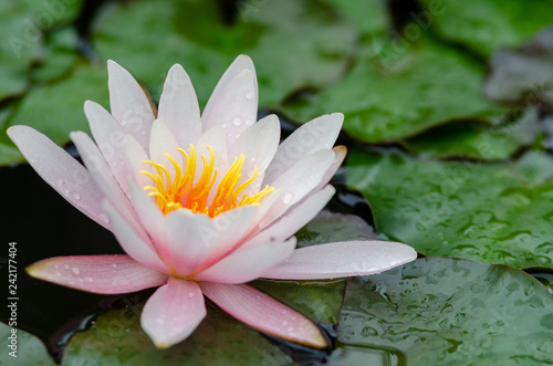 Fototapeta Naklejka Na Ścianę i Meble -  beautiful lotus flower