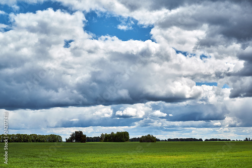 Several trees on the field and clouds. Agricultural land and forest protection strip. © Georgys