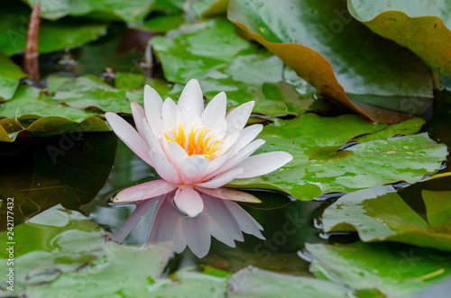 Fototapeta Naklejka Na Ścianę i Meble -  beautiful lotus flower