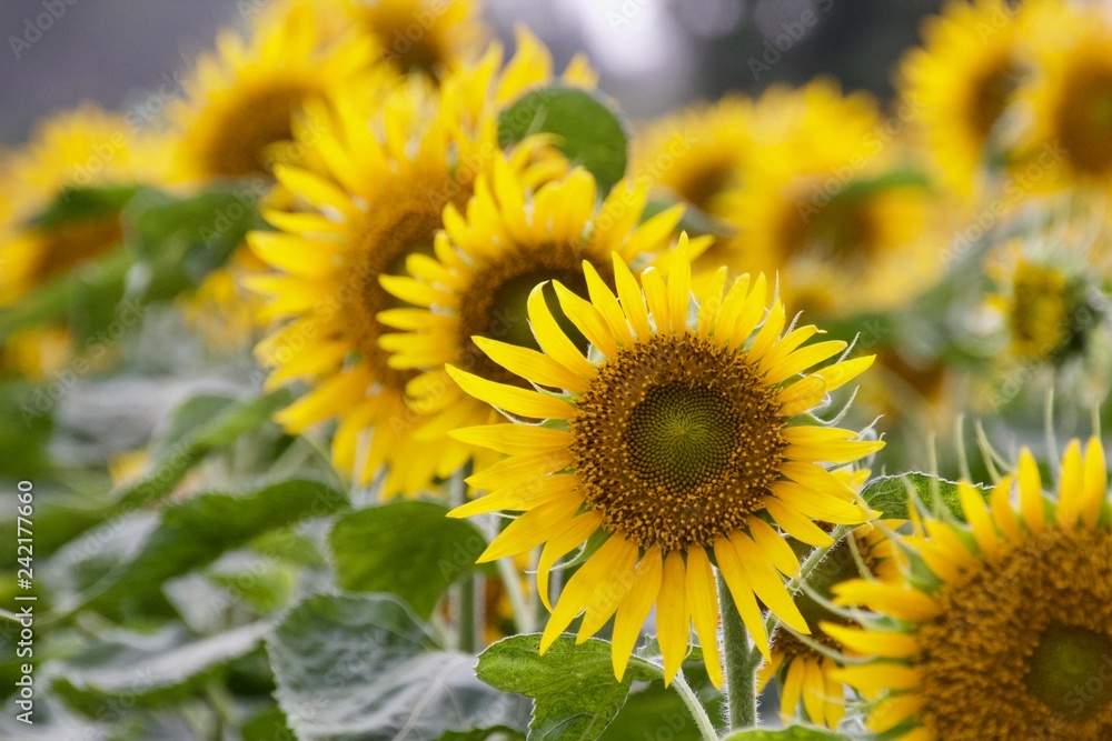 Fototapeta premium Sunflowers