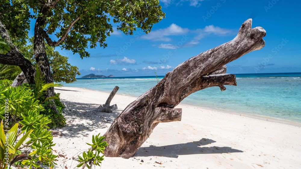 Silhouette Island, Seychelles, paradise Beach with Tree, beautiful blue sea