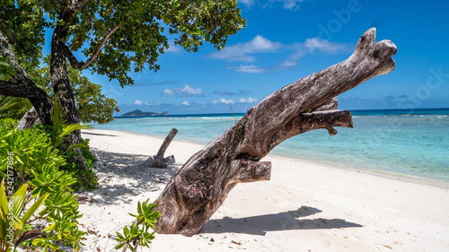Silhouette Island  Seychelles  paradise Beach with Tree  beautiful blue sea