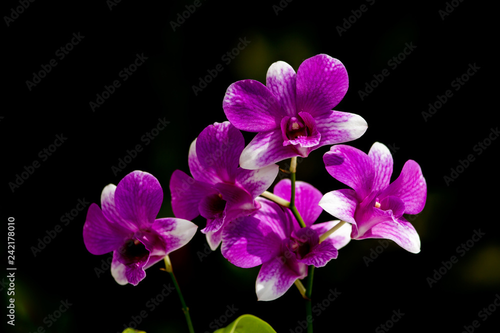 Naklejka premium Kwiat orchidei na gałęzi