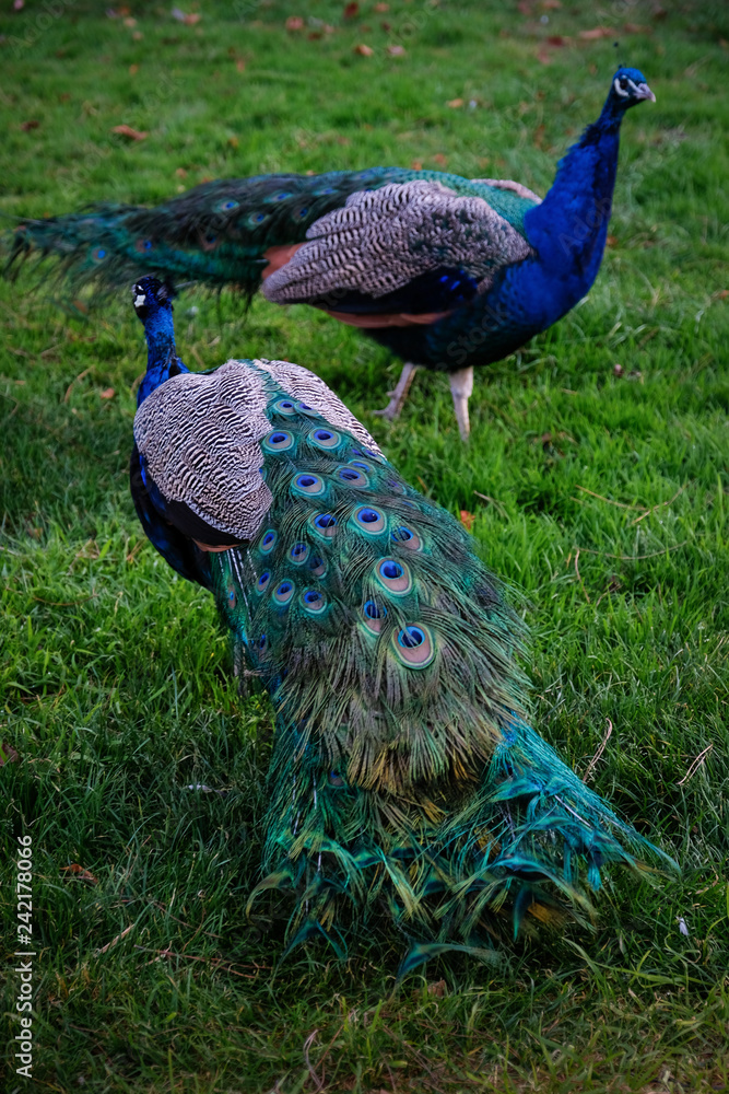 Fototapeta premium pavos reales