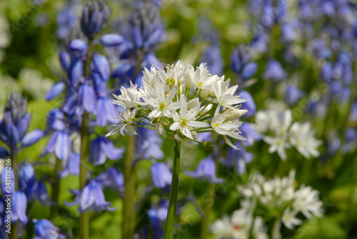 Purple and white flowers : Spanish bluebells (Hyacinthoides hispanica)  and Wild garlic (Allium ursinum) in British woodland