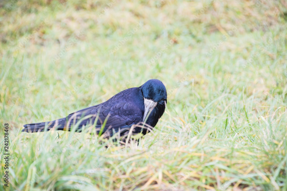 Obraz premium Gawron