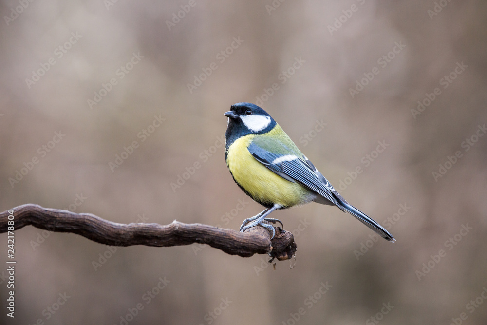 Parus major, Blue tit . Wildlife Parus major, Blue tit . Wildlife