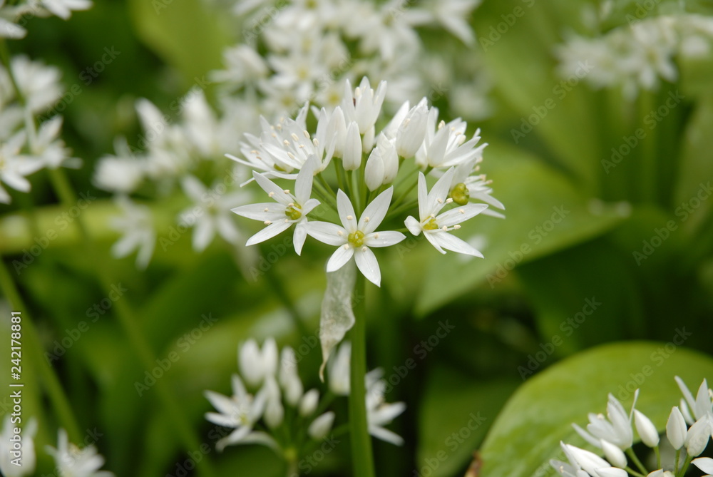 white flowers : Wild garlic (Allium ursinum) in British woodland white flowers : Wild garlic (Allium ursinum) in British woodland