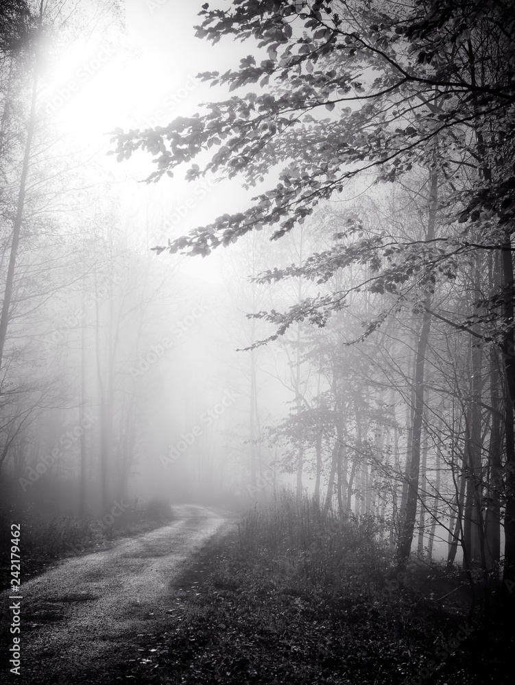 Obraz premium small path in fog