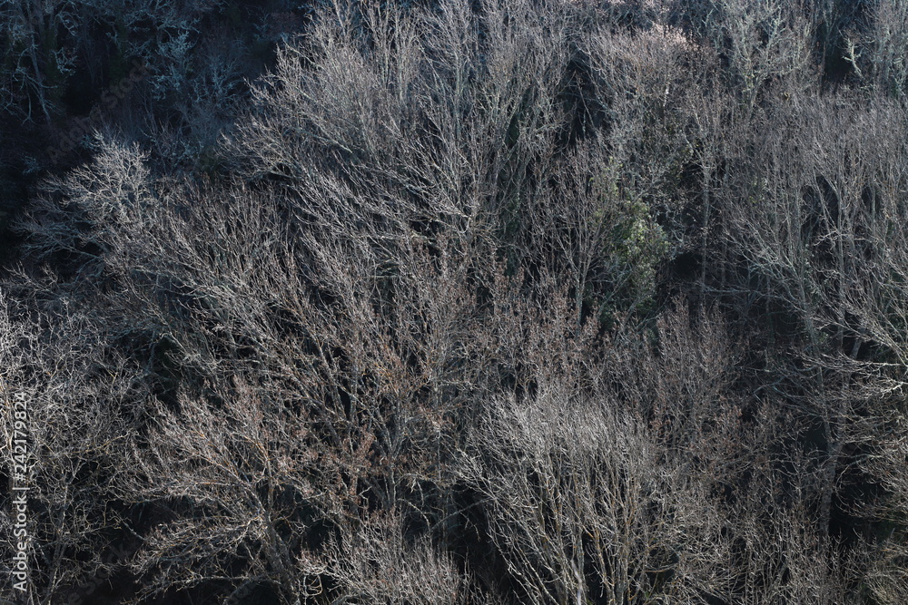 forêt hivernale forêt hivernale