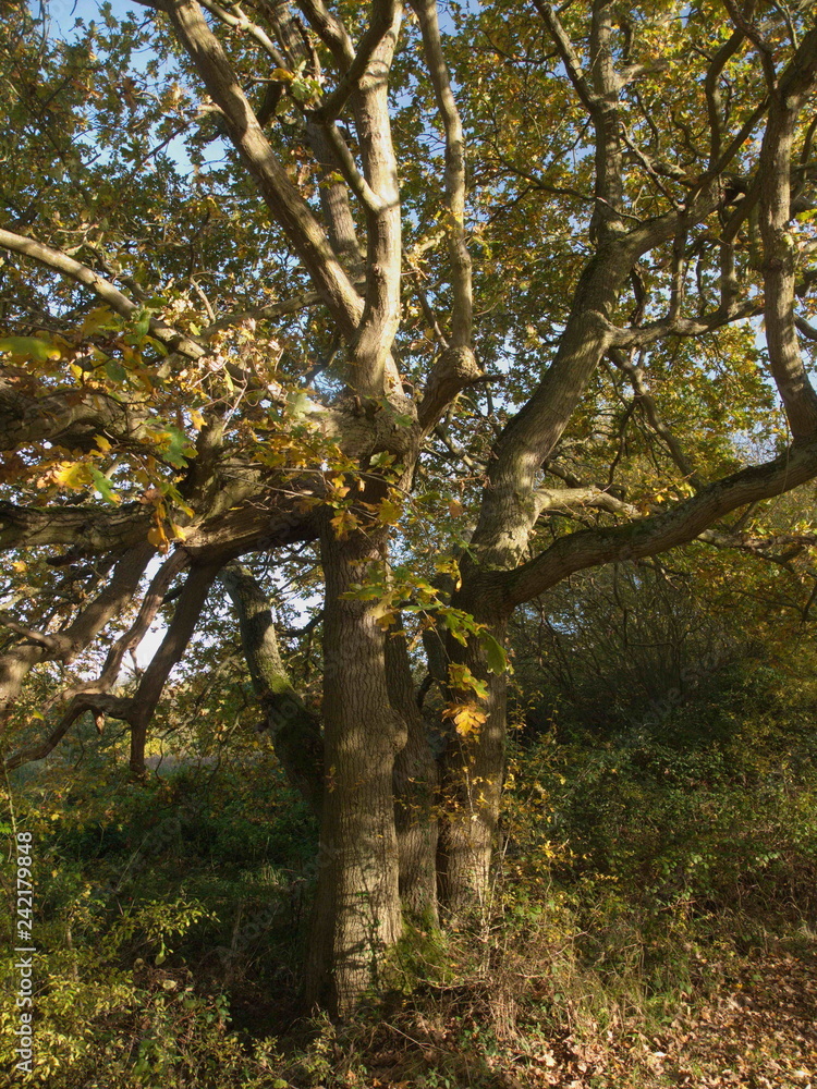 Beautiful close up of autumn tree branches outside nature Beautiful close up of autumn tree branches outside nature