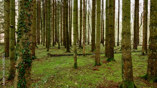 Fichtenwald im Herbst  bemooste Baumst  mme