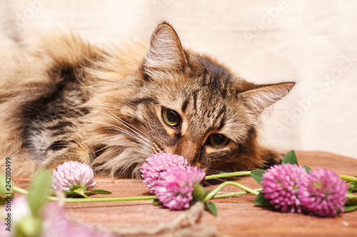 Photography A fluffy gray tabby cat and a pink clover flowers on a beige background