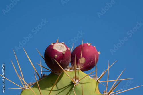 prickly pear cactus