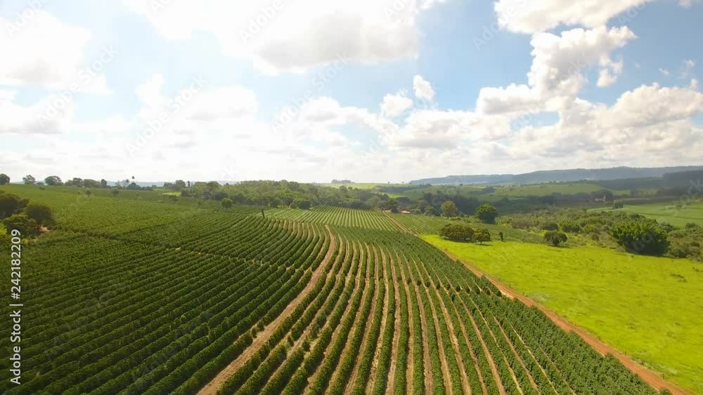 Aerial view of a large brazilian farm with coffee plantation. Aerial view of a large brazilian farm with coffee plantation.