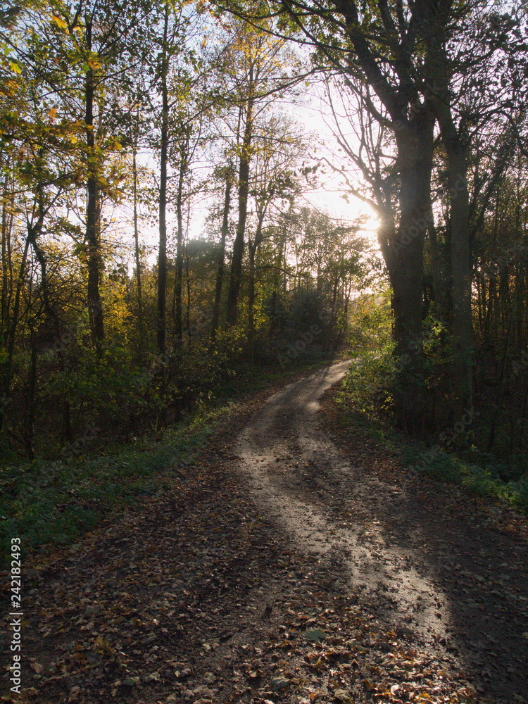 Naklejka premium Beautiful close up of autumn tree branches outside nature